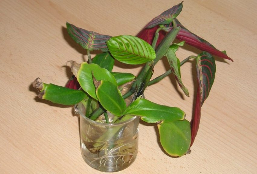 Розмноження живцями