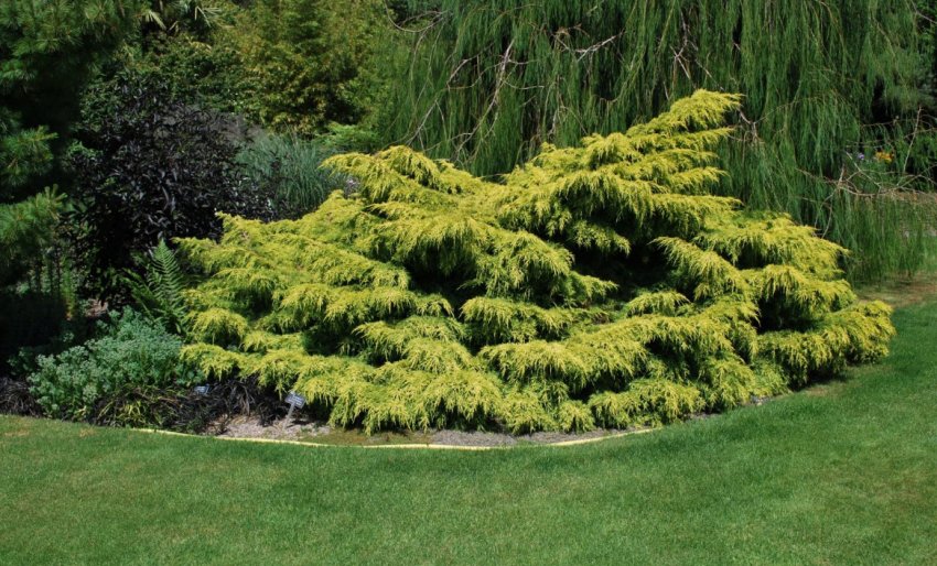 Олд Голд в ландшафтному дизайні