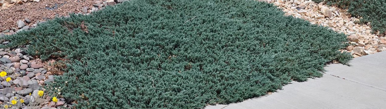 Опис можжевельника Вилтоні, посадка та догляд