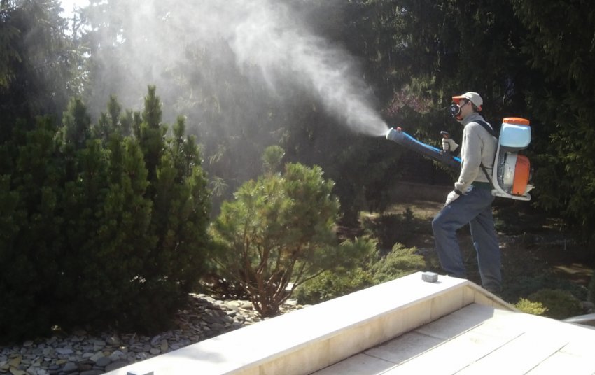 Обробка хвойних від захворювань та шкідників