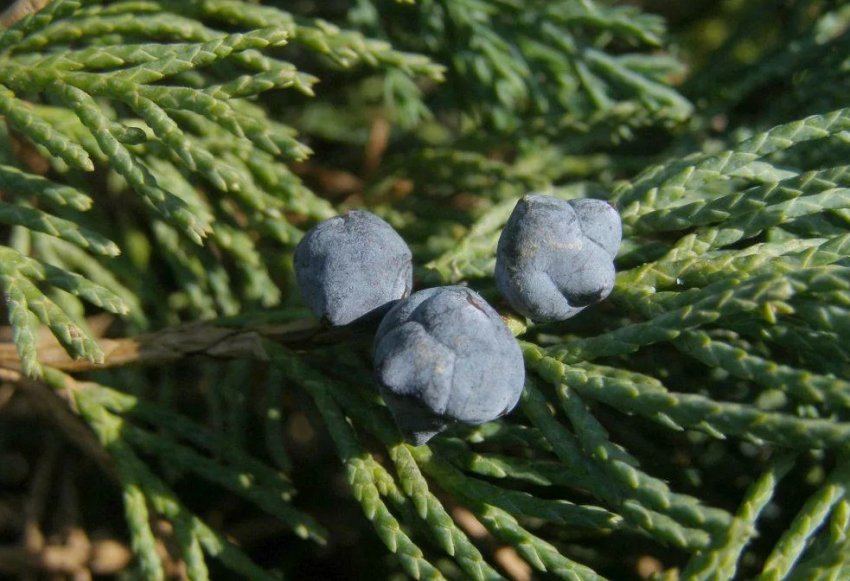 Плоди можжевельника Вілтоні Плоди можжевельника Вілтоні