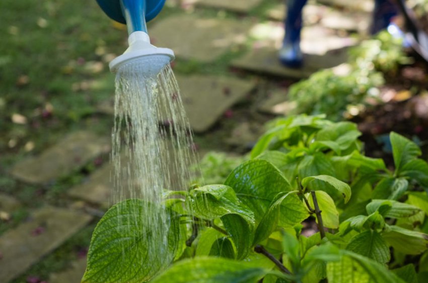 Полив гортензии