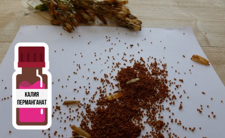 Підготовка насіння примули