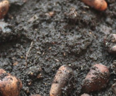 Вирощування кедра з горіха в домашніх умовах