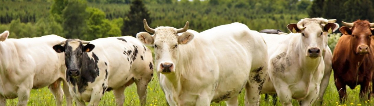 Новий молочний завод відкрився у Вінницькій області