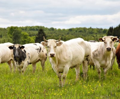 Новий молочний завод відкрився у Вінницькій області