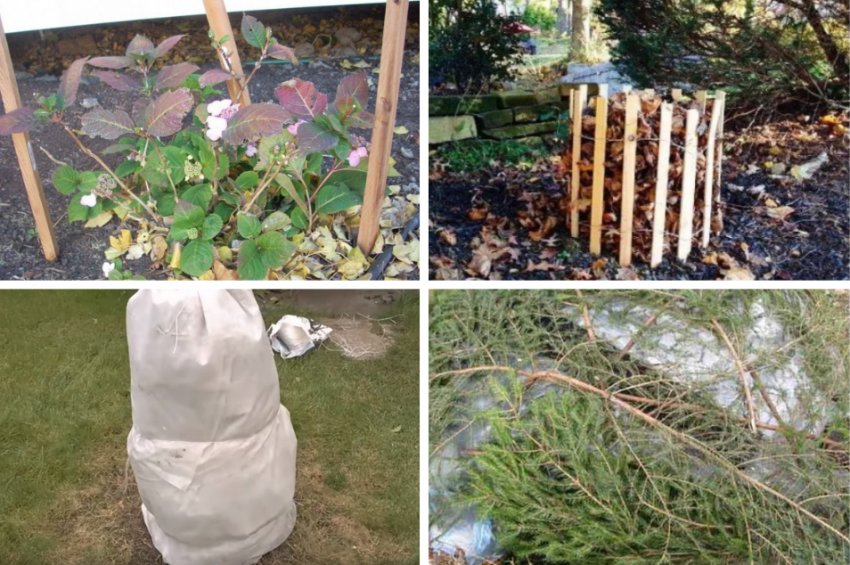 Укрытие гортензии на зиму