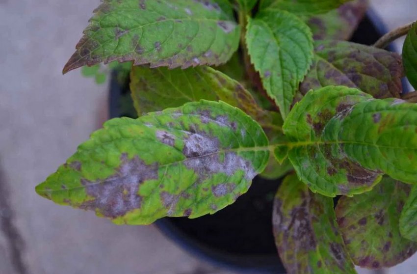 Ложная мучнистая роса гортензии