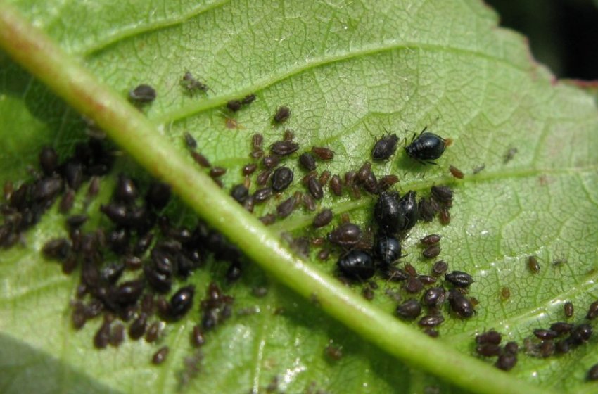 Листовая тля