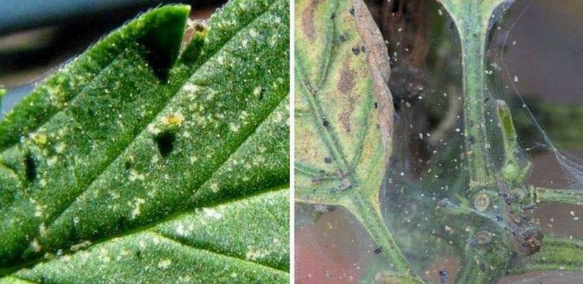 Паутинный клещ на листьях гортензии