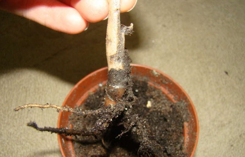 Ділення куща