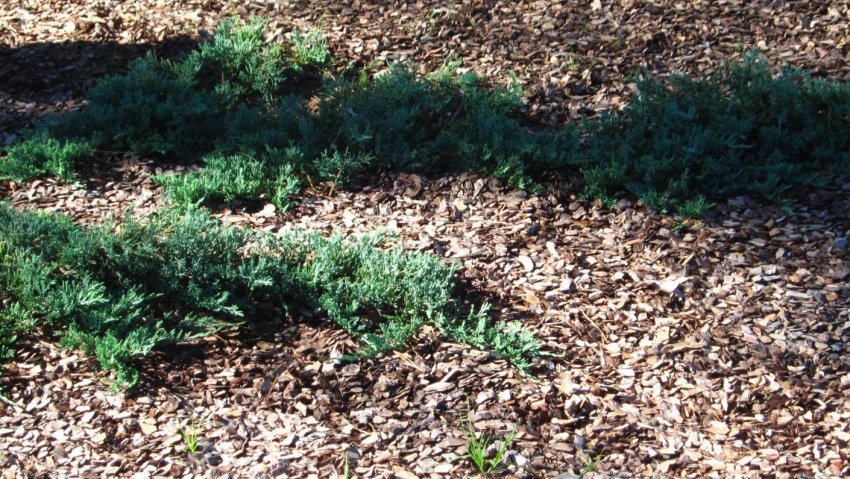 Мульчирование можжевельника Мульчирование можжевельника