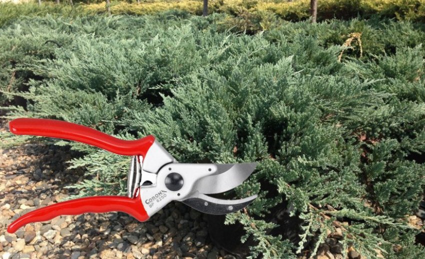 Обрезка можжевельника горизонтального Обрезка можжевельника горизонтального