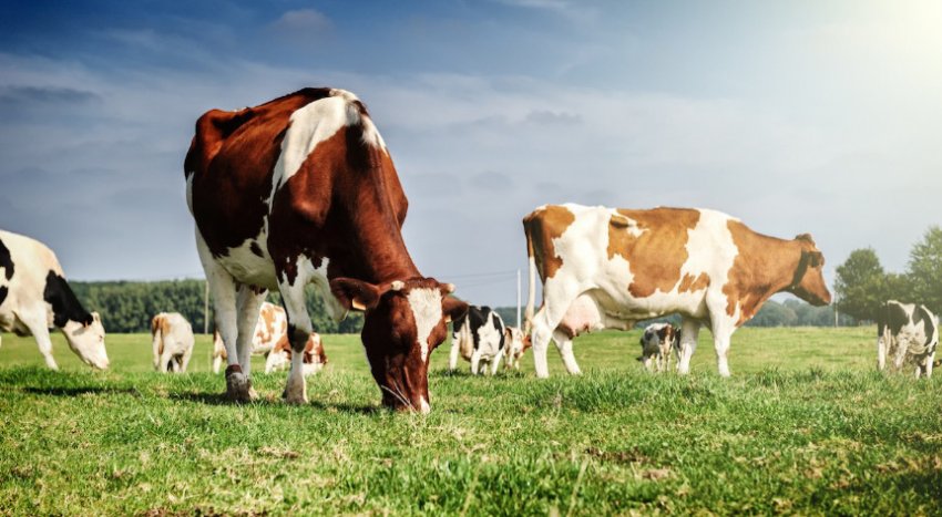 Корови на прогулянці Корови на прогулянці