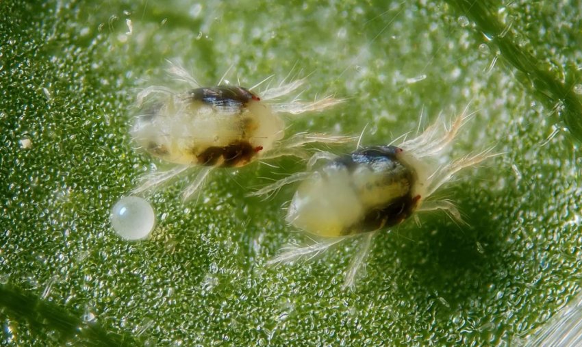 Павутинний кліщ на можжевельнике Павутинний кліщ на можжевельнике