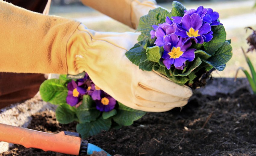 Пересадка примули