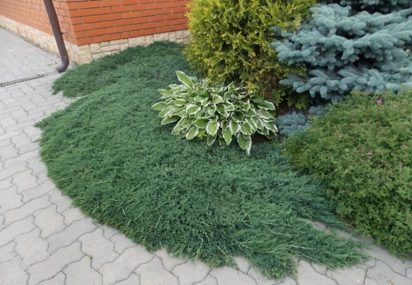 Можжевельник в ландшафтному дизайні Можжевельник в ландшафтному дизайні