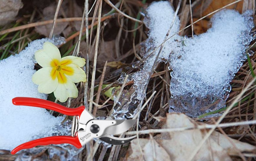 Обрізка примули ранньої весни