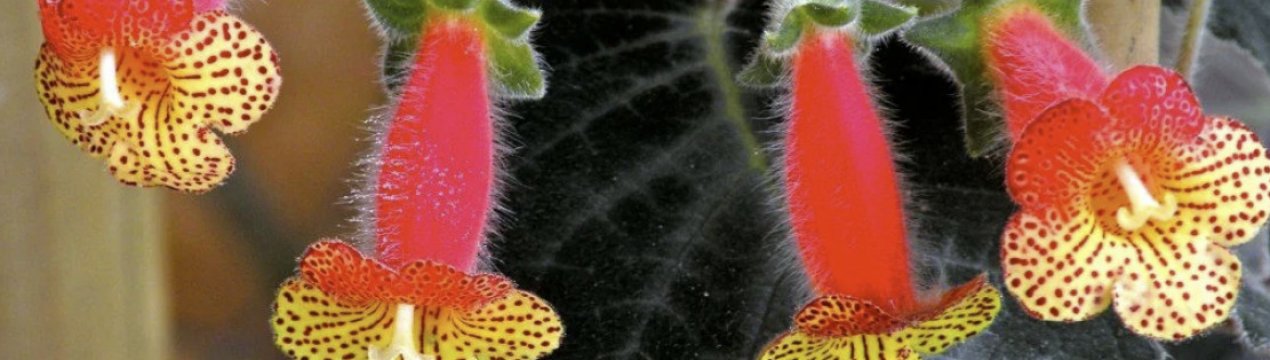 Квітка колір: догляд в домашніх умовах