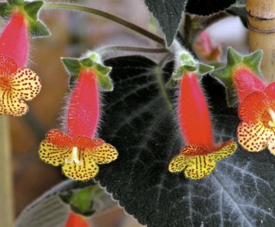 Квітка колір: догляд в домашніх умовах