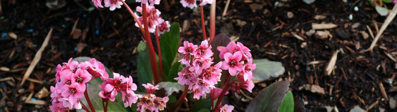 Пересадка бадана: оптимальное время года, технология