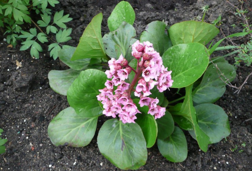 Пересадка бадана Пересадка бадана