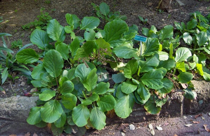 Кусты бадана осенью Кусты бадана осенью