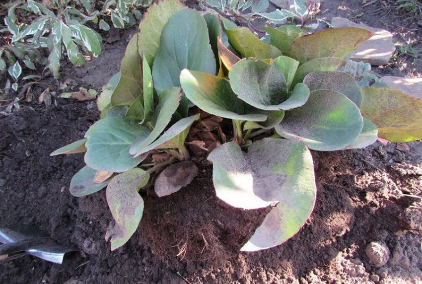 Очищение корневой системы Очищение корневой системы