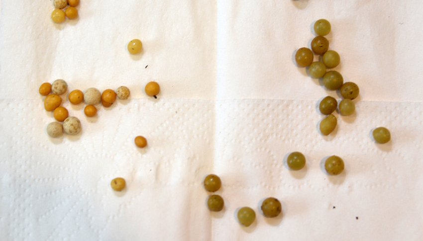 Насіння калатеї