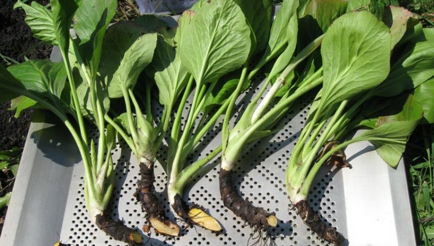 Части корневища бадана Части корневища бадана