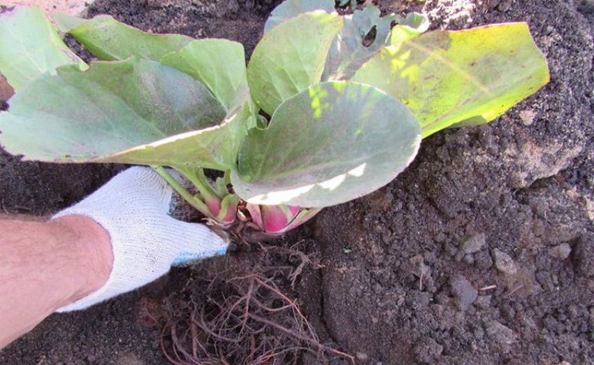 Посадка саженца бадана Посадка саженца бадана