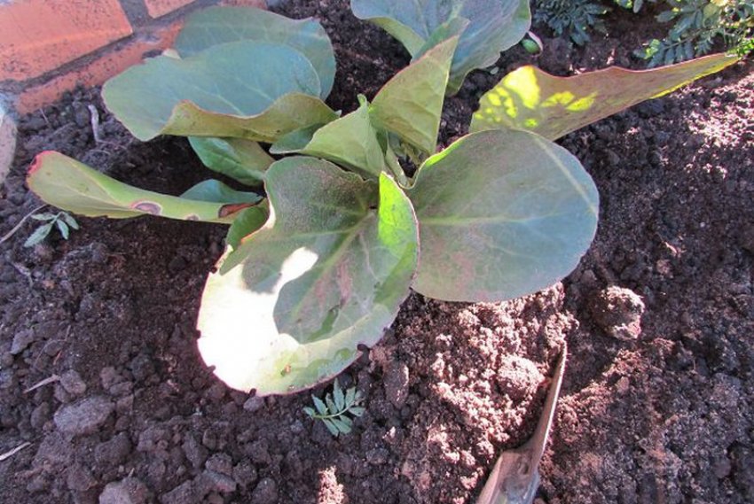 Пересадка бадана Пересадка бадана