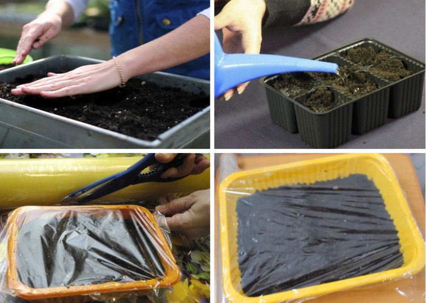 Посадка насіння Посадка насіння