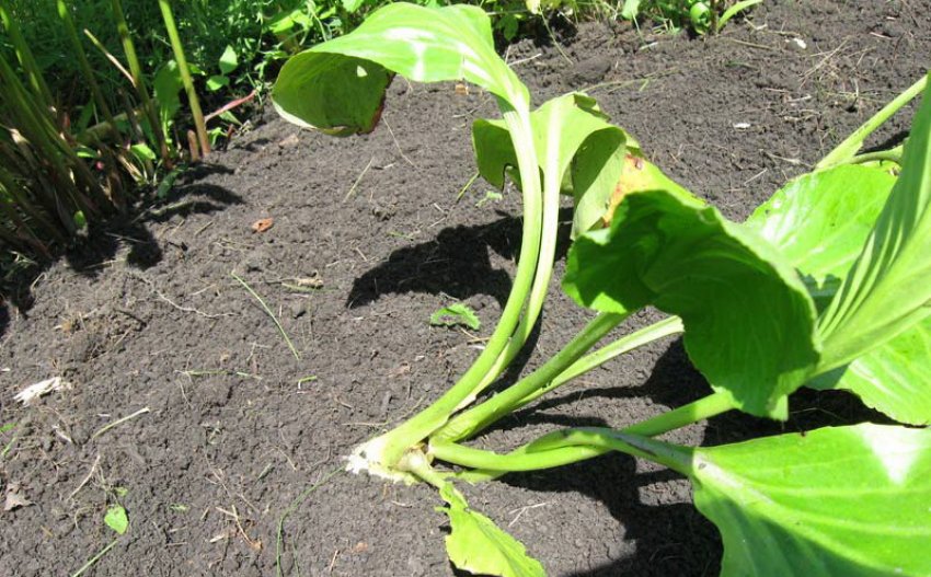 Посадка саженца бадана под уклоном Посадка саженца бадана под уклоном