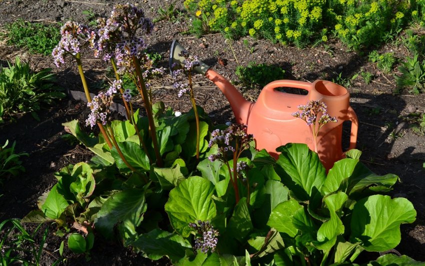 Полив бадана Полив бадана