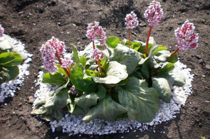 Мульча под кустом бергении Мульча под кустом бергении