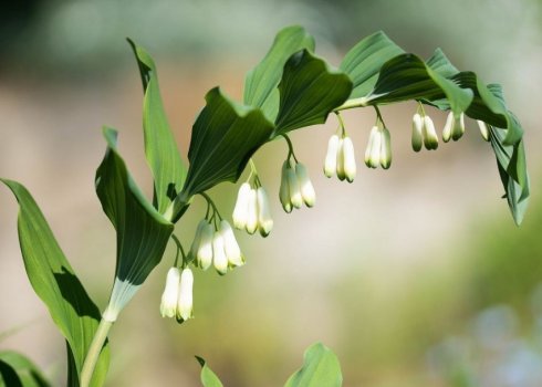 Что такое купена — описание и свойства