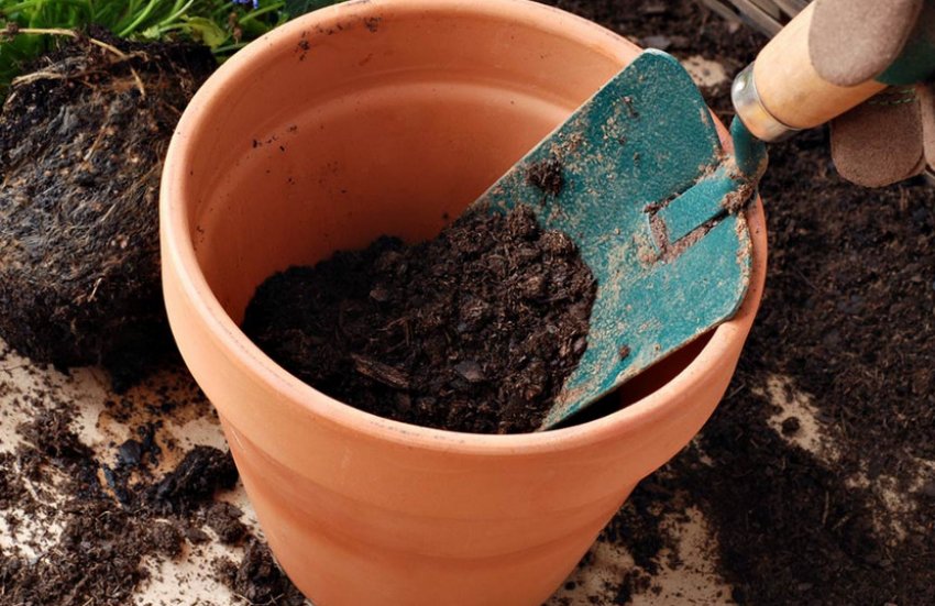 Пересадка Пересадка