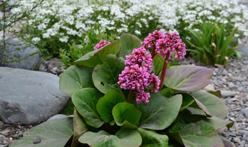 Выращивание бадана Выращивание бадана