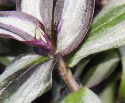 Квітка зебрина: догляд в домашніх умовах