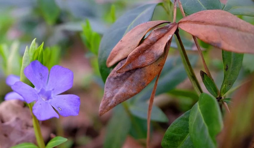 Відмерання листя Відмерання листя