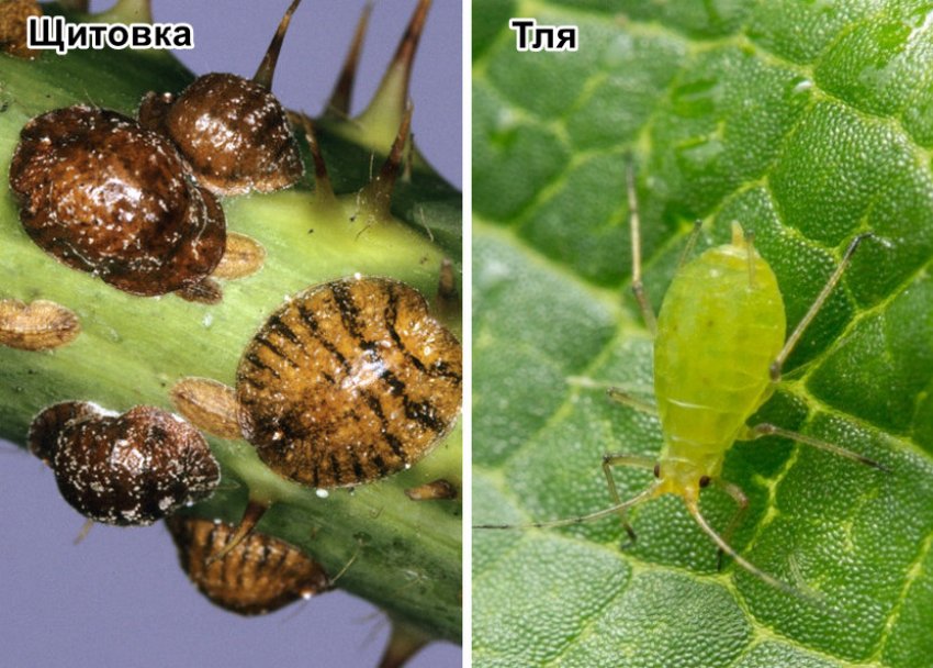 Шкідники барвінка Шкідники барвінка