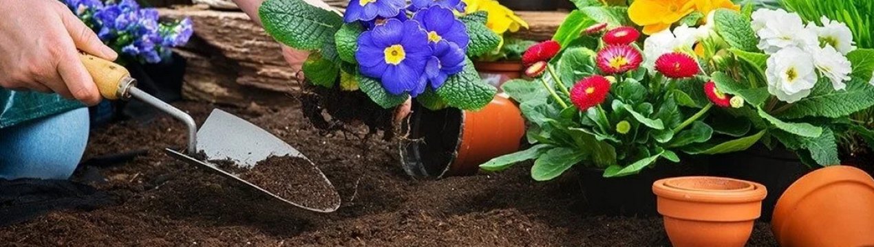 Посадка та вирощування примули на відкритій землі