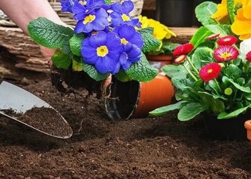 Посадка и выращивание примулы в открытом грунте