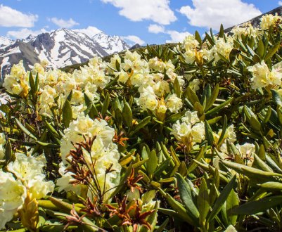 Рододендрон кавказький: застосування в народній медицині, користь і шкода