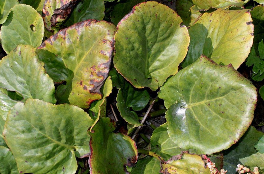 Болезни бадана Болезни бадана