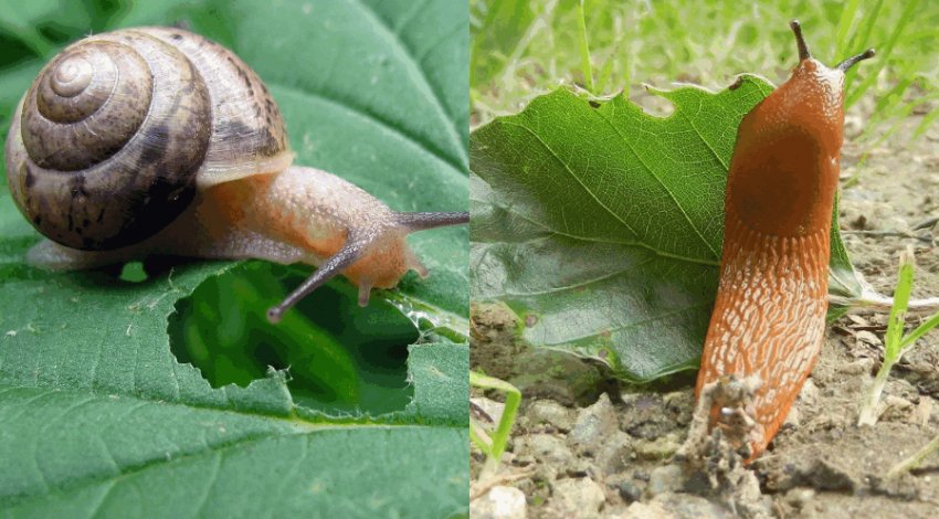 Улитки и слизни Улитки и слизни