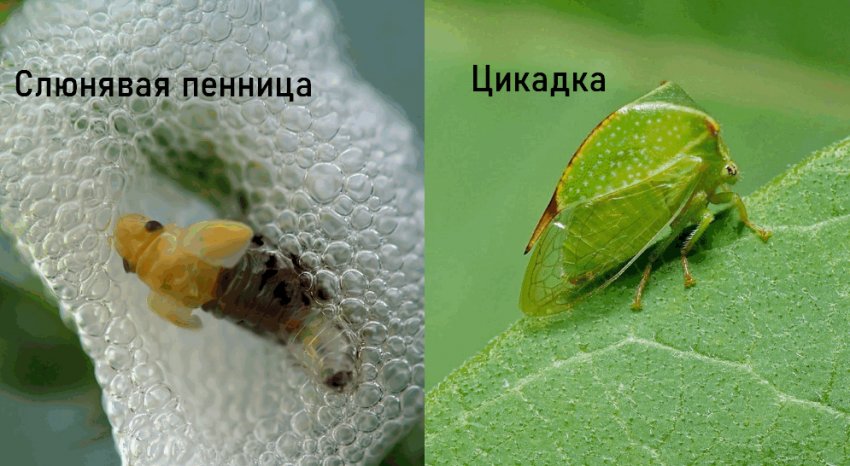 Вредители бадана Вредители бадана