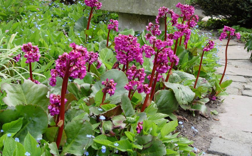 Кусты бадана на клумбе Кусты бадана на клумбе