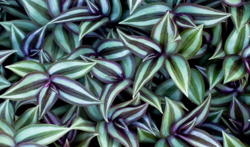 Зебрина кімнатна